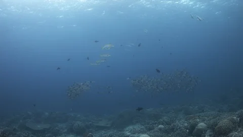 School of Humpback Snapper on a coral reef. 4k Stock Footage 114045180