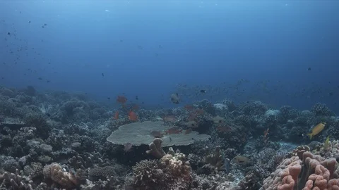 School of Humpback Snapper on a coral reef 4k Stock Footage 114048261