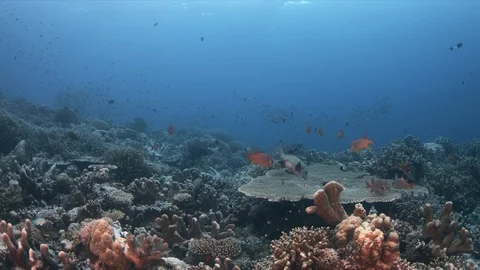 School of Humpback Snapper on a coral reef 4k Stock Footage 114048672