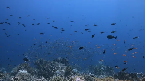 School of Humpback Snapper on a coral reef 4k Stock Footage 115152030