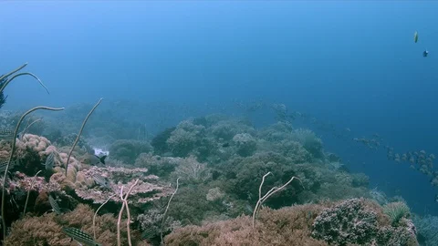 School of Humpback Snapper on a coral reef. 4k Stock Footage 115716474