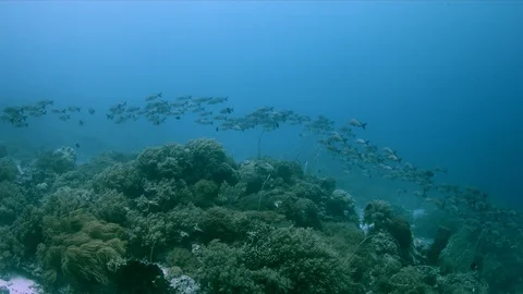 School of Humpback Snapper on a coral reef. 4k Stock Footage 115717695