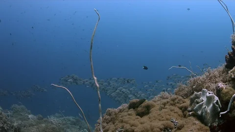 School of Humpback Snapper on a coral reef. 4k Stock Footage 115719111