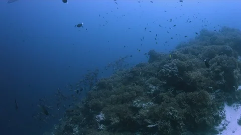 School of Humpback Snapper on a coral reef. 4k Stock Footage 115793172