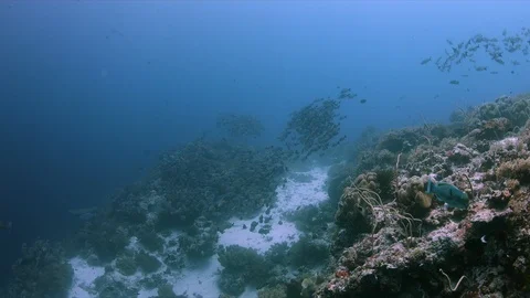 School of Humpback Snapper on a coral reef. 4k Stock Footage 115798974