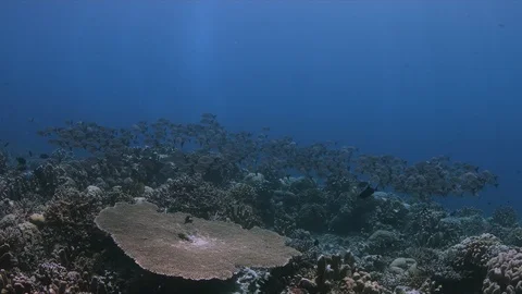 School of Humpback Snapper on a coral reef. 4k Stock Footage 117186945