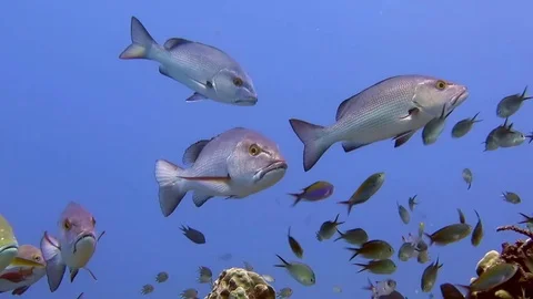 School of Humpnose big-eye bream, Longface emperor  above coral reef, Raja Ampat Video stock 80454328