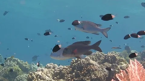 School of humpnose big-eye bream, monotaxis grandoculis at cleaning station,Bali Stock Footage 80664778