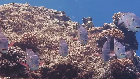 School of humpnose big-eye bream, monotaxis grandoculis  above corals of Bali Stock Footage 80664785