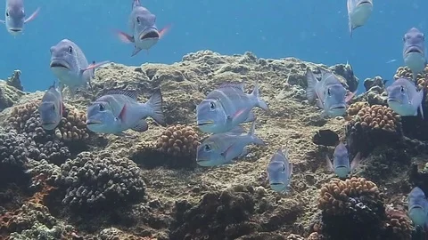 School of Humpnose big-eye bream, monotaxis grandoculis above corals, Bali Stock Footage