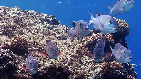 School of Humpnose big-eye bream, monotaxis grandoculis above corals, Bali Stock Footage 80665100