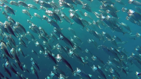 School of Indian mackerel feeding in Red Sea, Egypt Stock Footage