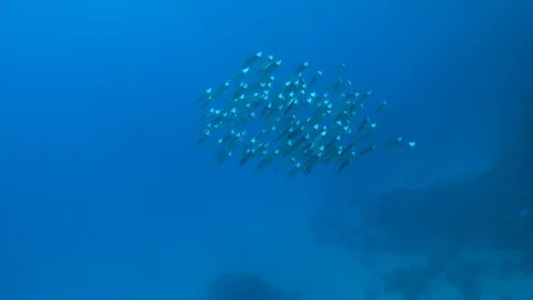 School of Indian mackerel ram feeding on macroplankton near the coral reef Stock Footage 88783617