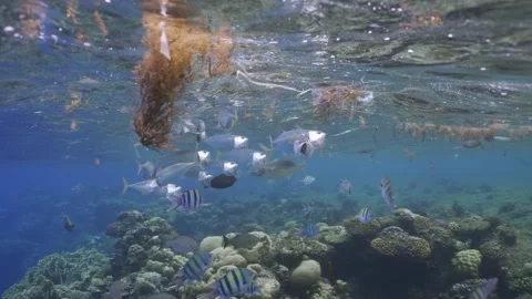 School of Indian mackerel swims with open mouths under surface of water covered Stock Footage 252016730