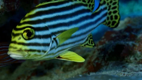 A school of Indian Ocean oriental sweetlips, Plectorhinchus vittatus, are hid Stock Footage 104107953