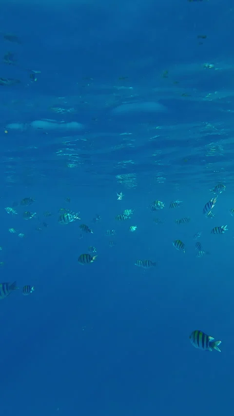School of Indo-Pacific sergeant (Abudefduf vaigiensis) swimming in below top Stock Footage 328414883