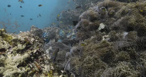 School of Indo pacific sergeant fish swimming above Sea anemone. Stock Footage 262313422