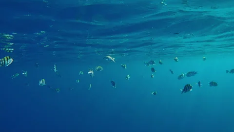 School of Indo-Pacific sergeant swimming below surface of water reflected in it Stock Footage 316826319