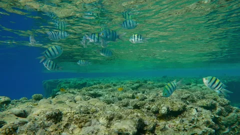School of Indo-Pacific Sergeant swimming over edge of flat-top on shallow coral Video stock 336564320