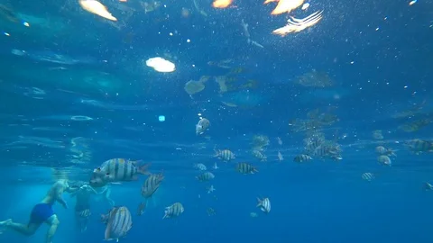 School of Indo-Pacific sergeant swims over coral reef, Red sea, Egypt Stock Footage 86533519