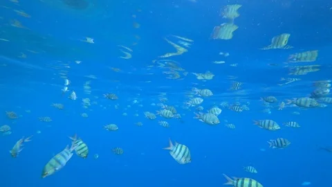 School of Indo-Pacific sergeant swims over coral reef, Red sea, Egypt Stock Footage 86533539