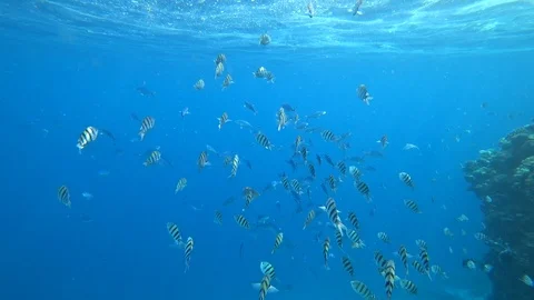 School of Indo-Pacific sergeant swims over coral reef, Red sea, Egypt Stock Footage 86533702
