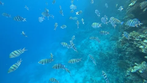 School of Indo-Pacific sergeant swims over coral reef, Red sea, Egypt Video stock 88399681