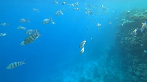 School of Indo-Pacific sergeant swims over coral reef, Red sea, Egypt Video stock 88399722