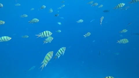 School of Indo-Pacific sergeant swims over coral reef, Red sea, Egypt Video stock 88399878