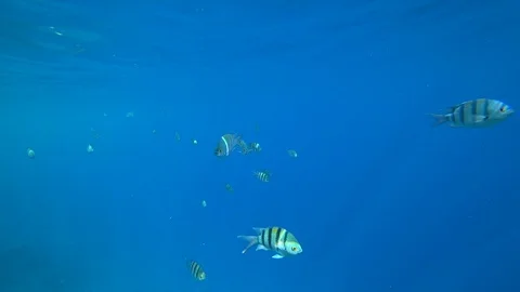 School of Indo-Pacific sergeant swims over coral reef, Red sea, Egypt Video stock 88476190