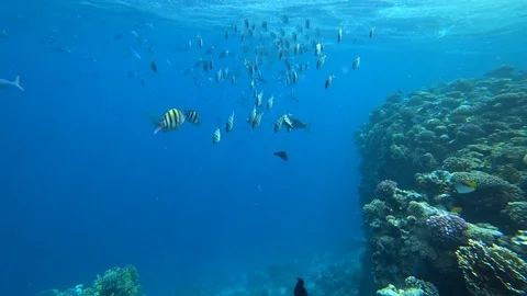 School of Indo-Pacific sergeant swims over coral reef, Red sea, Egypt Video stock 88476225