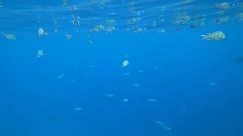 School of Indo-Pacific sergeant swims over coral reef, Red sea, Egypt Video stock 88556292