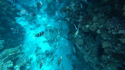 School of Indo-Pacific sergeant swims over coral reef, Red sea, Egypt Video stock 88611265
