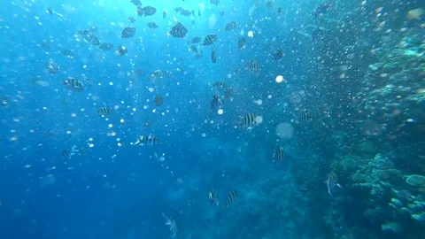 School of Indo-Pacific sergeant swims over coral reef, Red sea, Egypt Stock Footage 88657415