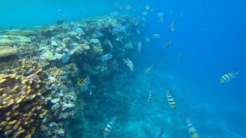 School of Indo-Pacific sergeant swims over coral reef, Red sea, Egypt Stock Footage 88657429