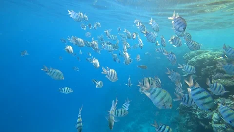 School of Indo-Pacific sergeant swims over coral reef, Red sea, Egypt Stock Footage 88706786