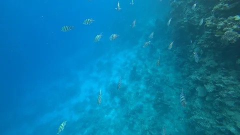 School of Indo-Pacific sergeant swims over coral reef, Red sea, Egypt Video stock 88802423