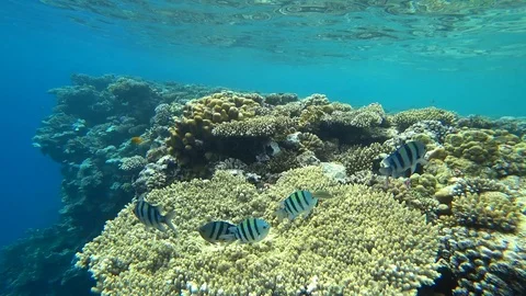 School of Indo-Pacific sergeant swims over coral reef, Red sea, Egypt Video stock 88802487
