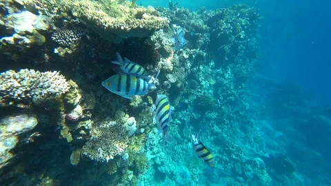 School of Indo-Pacific sergeant swims over coral reef, Red sea, Egypt Video stock 88803902