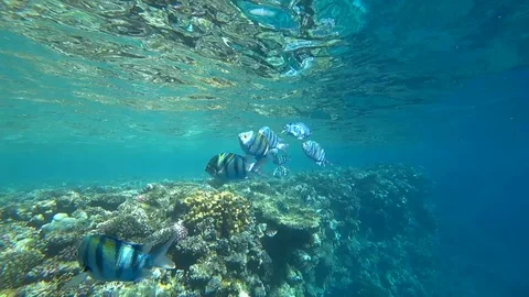 School of Indo-Pacific sergeant swims over coral reef, Red sea, Egypt Video stock 88803912