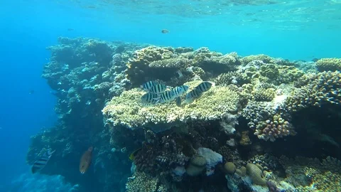School of Indo-Pacific sergeant swims over coral reef, Red sea, Egypt Video stock 89009327