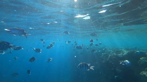 School of Indo-Pacific sergeant swims over coral reef, Red sea, Egypt Video stock 89010366