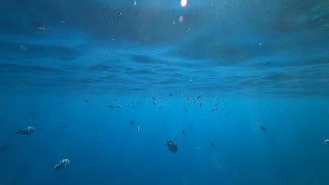 School of Indo-Pacific sergeant swims over coral reef, Red sea, Egypt Stock Footage 89010402