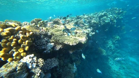 School of Indo-Pacific sergeant swims over coral reef, Red sea, Egypt Stock Footage 89216384