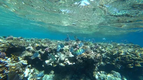 School of Indo-Pacific sergeant swims over coral reef, Red sea, Egypt Stock Footage 89258530