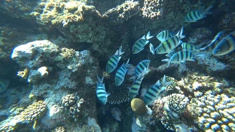 School of Indo-Pacific sergeant swims over coral reef, Red sea, Egypt Stock Footage 89258675