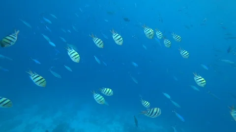 School of Indo-Pacific sergeant swims over coral reef, Red sea, Egypt Stock Footage 93709852