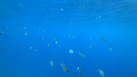 School of Indo-Pacific sergeant swims over coral reef, Red sea, Egypt Stock Footage 93710142