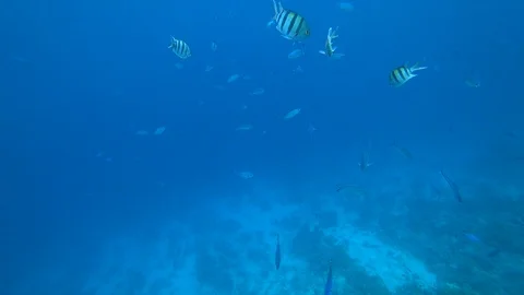 School of Indo-Pacific sergeant swims over coral reef, Red sea, Egypt Stock Footage 93710425