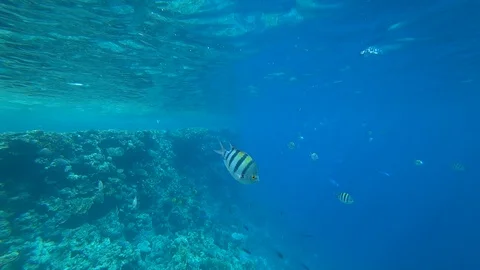 School of Indo-Pacific sergeant swims over coral reef, Red sea, Egypt Stock Footage 93788661